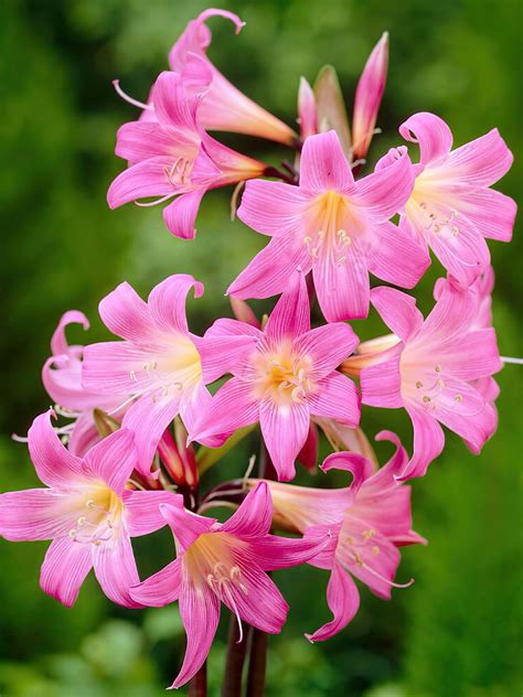 How to Grow Naked Lady Lilies or Amaryllis Belladonna